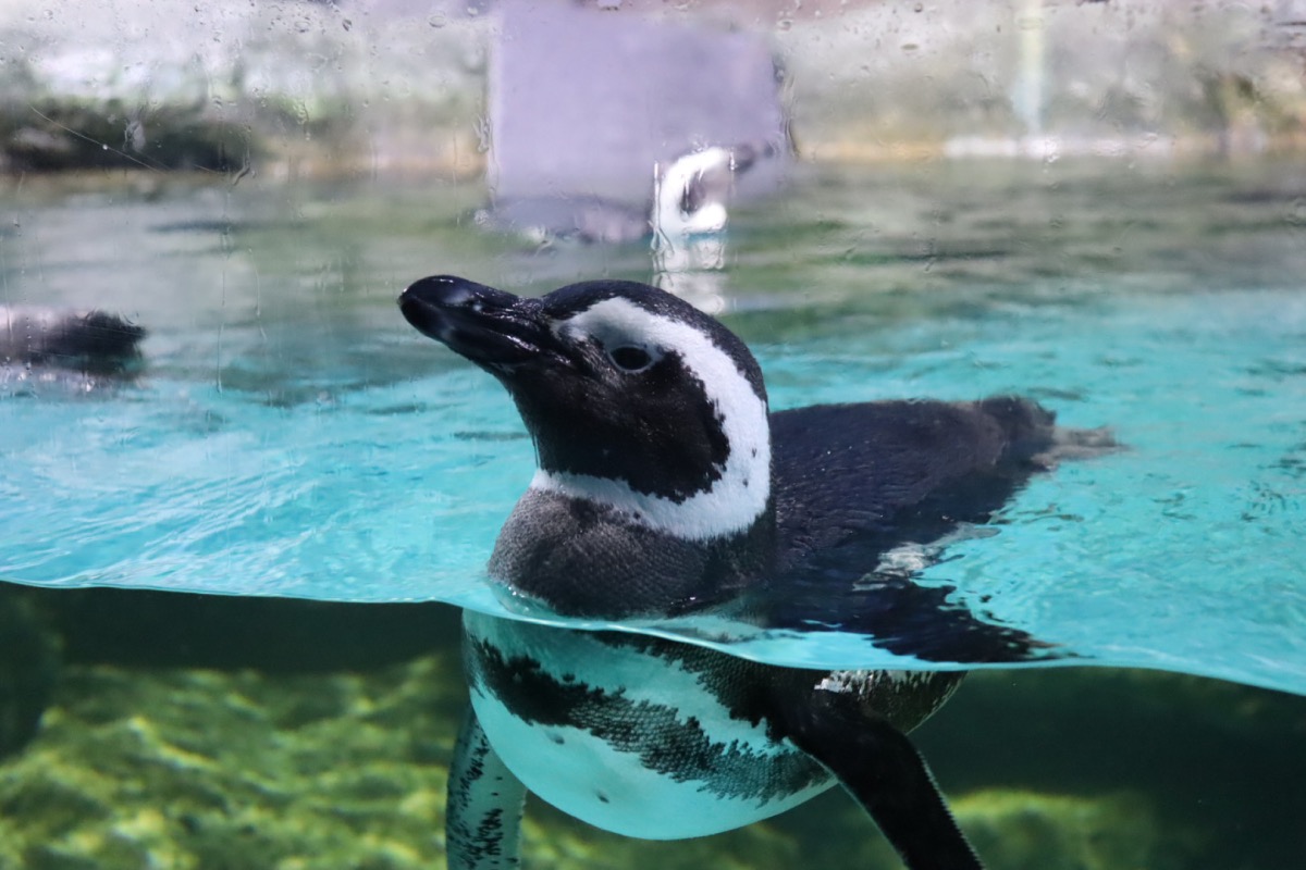 チンアナゴからホッキョクグマまで。大小さまざまな生きものがワンフロアに集結