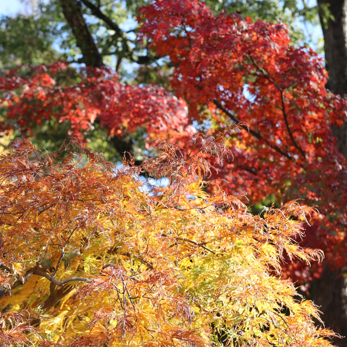 クルミッ子パフェもけんちん汁も！「秋の鎌倉」で楽しむ紅葉狩り＆名物グルメ