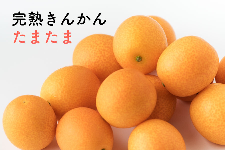 完熟きんかん「たまたま」
